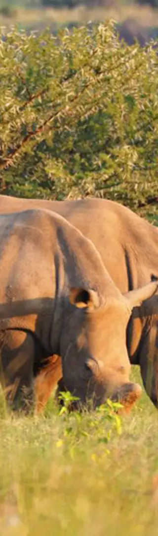 Pilanesberg-Nationalpark